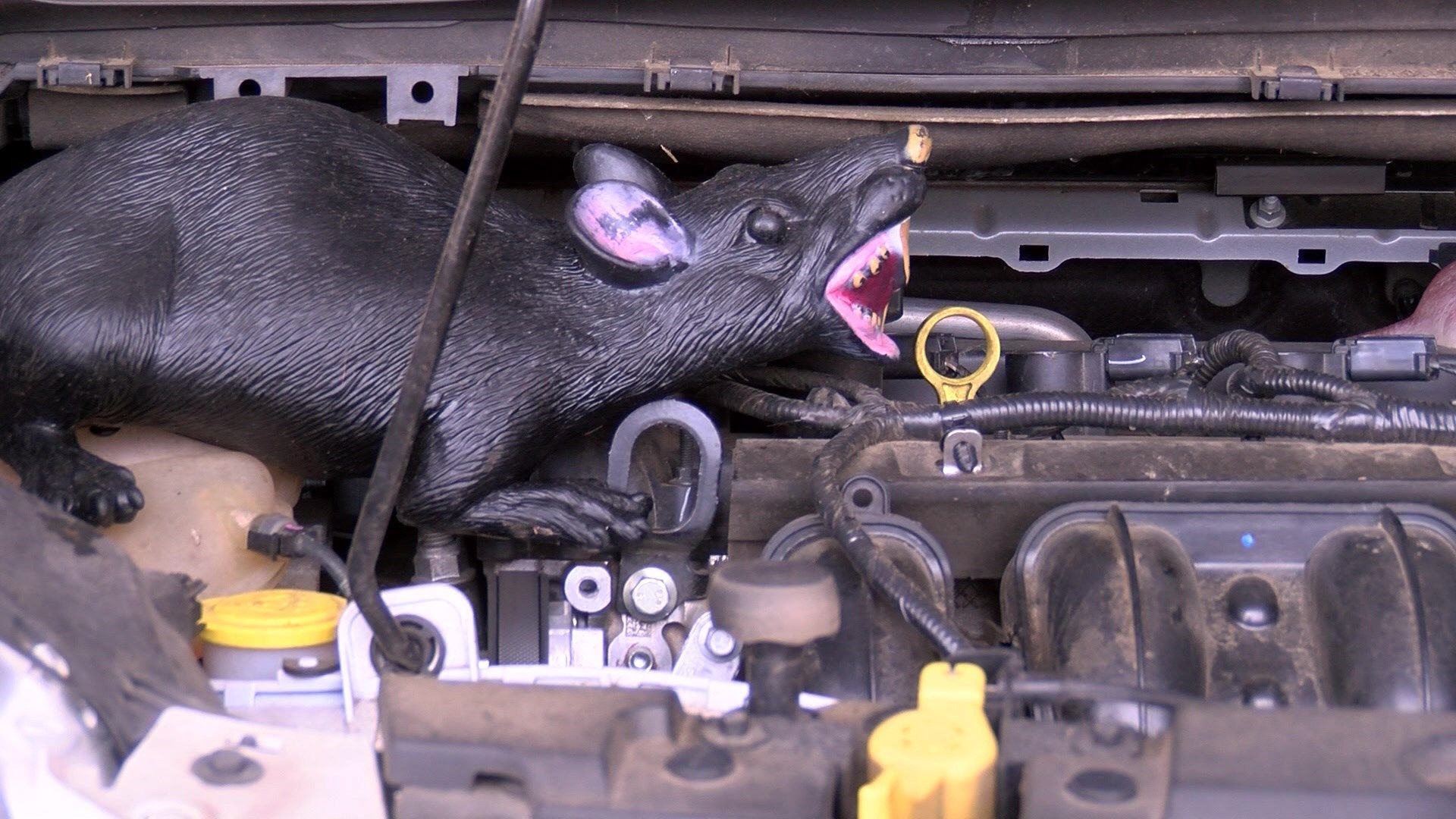 Un rat avec des dents acérées rongeant des fils électriques colorés dans le compartiment moteur d'une voiture, montrant les dégâts causés.